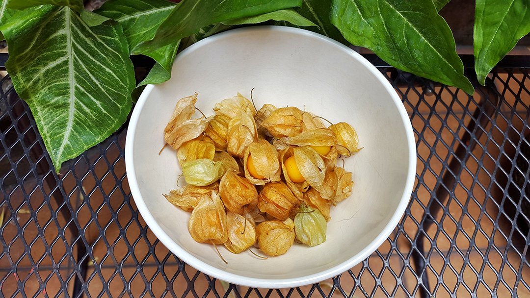 Kenalan Dengan Ciplukan, Superfood Untuk Booster Imunitas Tubuh