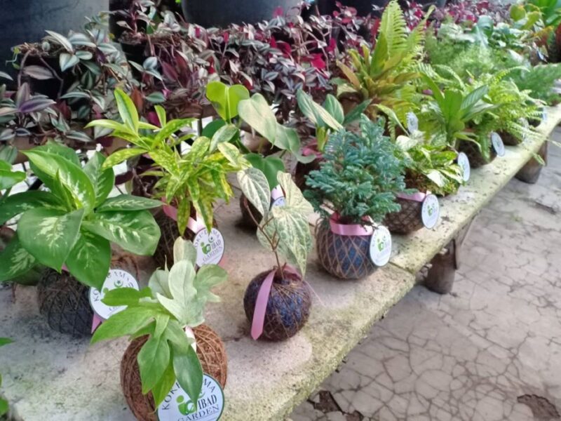 Yuk, Bercocok Tanam! Ini 5 Rekomendasi Toko Tanaman Online