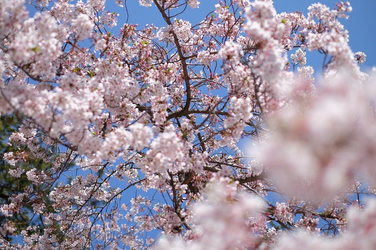 Berasa di Jepang! Ini 5 Lokasi Lihat Sakura di Indonesia