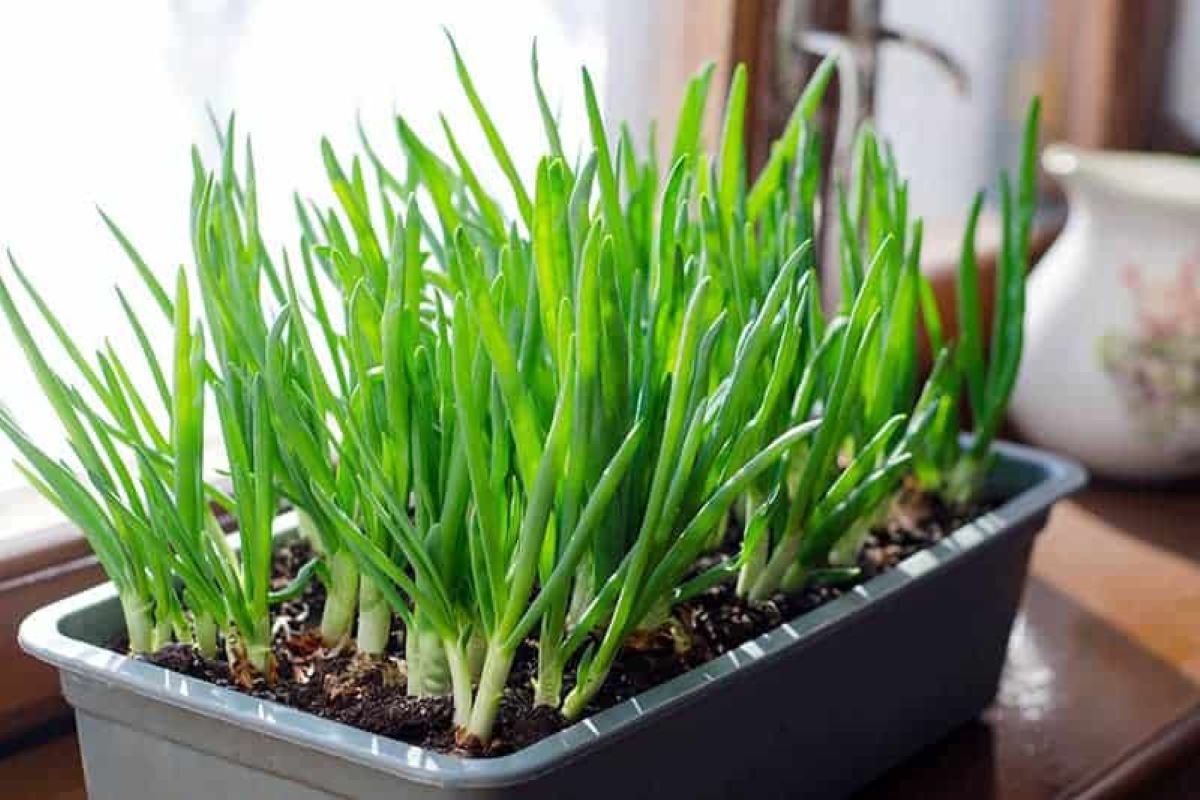 Tanpa Ribet, ini 7 Ide Bikin Kebun Sayuran Sendiri di Rumah