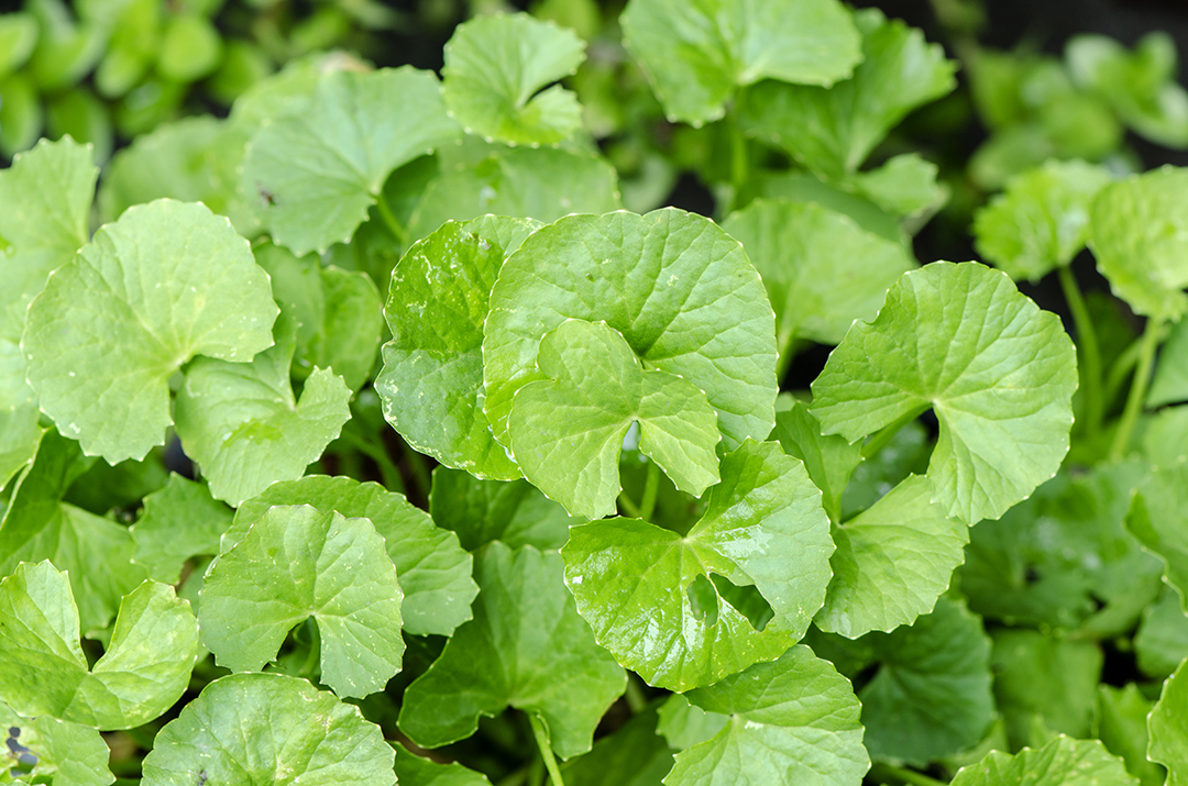 Diandalkan Sebagai Skin Care Alami, ini Manfaat Daun Pegagan untuk Kulit