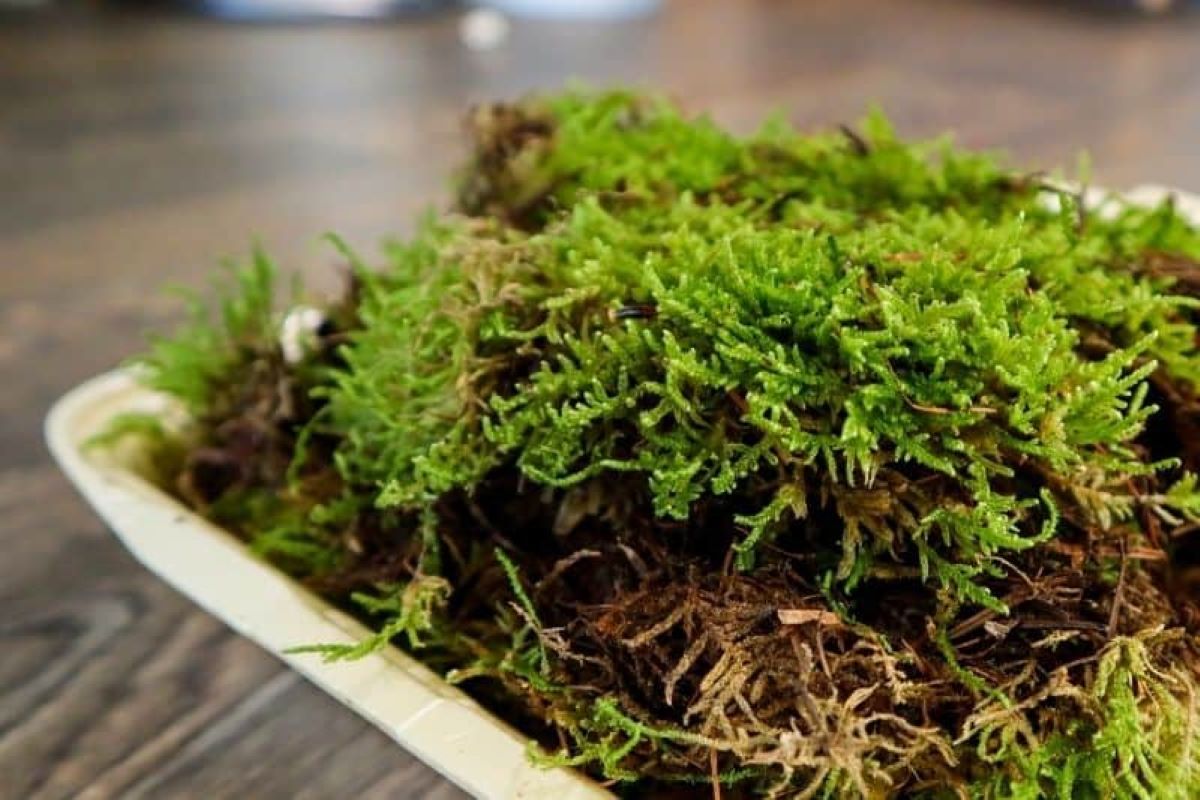 Ternyata Banyak Manfaatnya, Yuk Bikin Terrarium Lumut untuk Hiasan Rumah