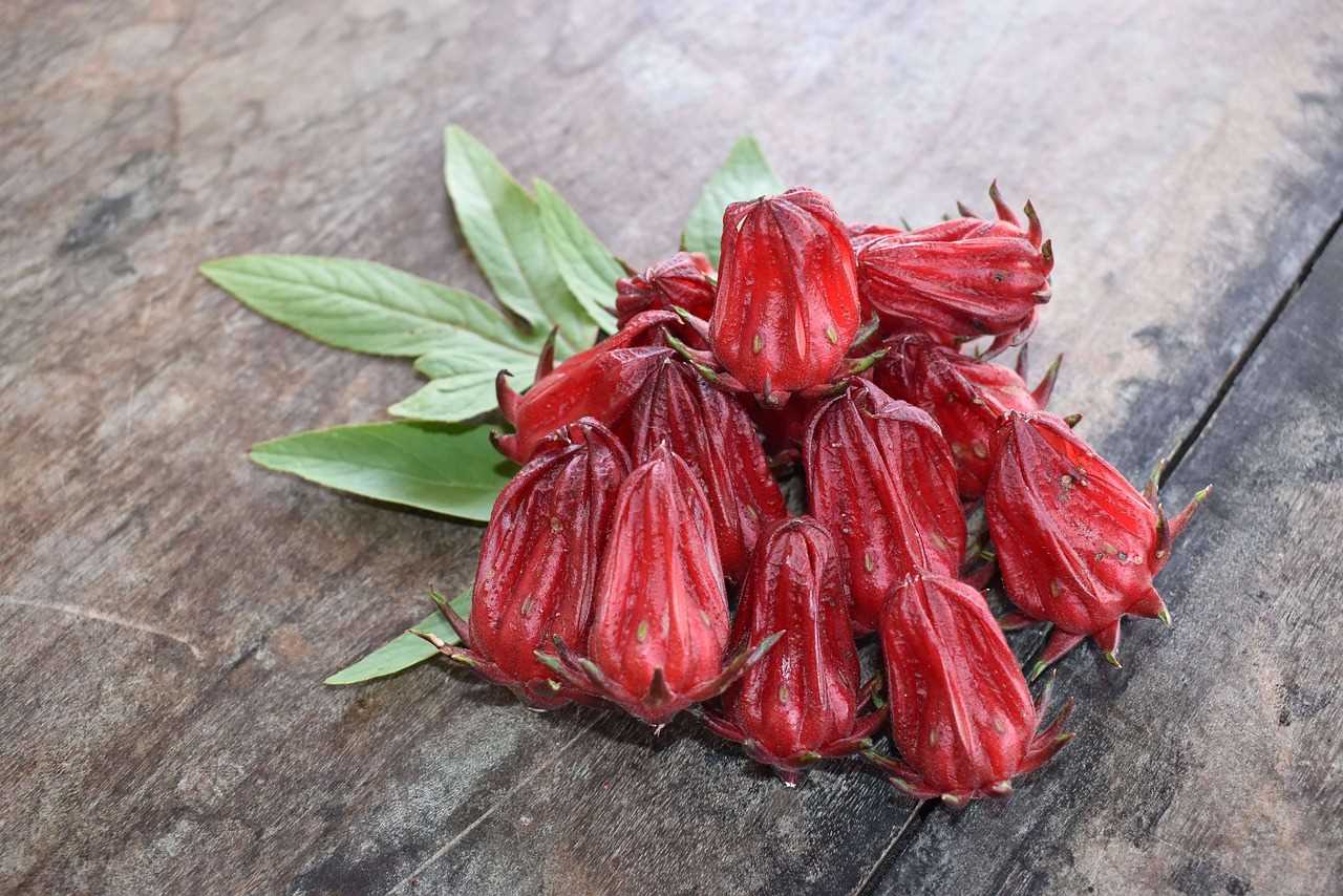 Bunga Rosella dan Segudang Manfaatnya Bagi Kesehatan